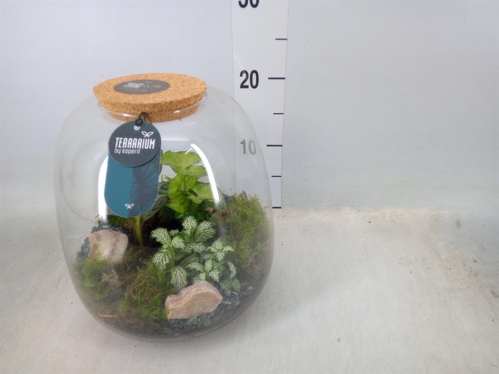 <h4>Arr.    Planten  H%</h4>