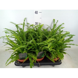 Nephrolepis cord. 'Duffii'