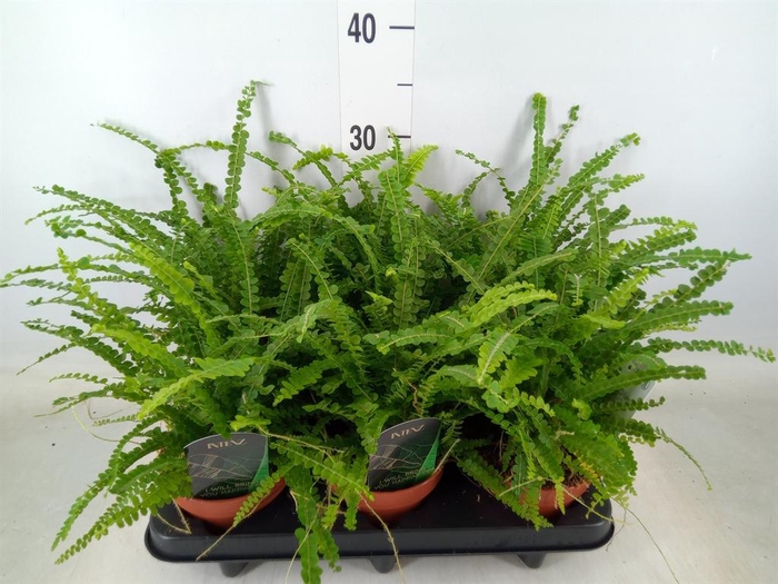 <h4>Nephrolepis cord. 'Duffii'</h4>