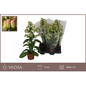 Kalanchoe Magic Bell 14Ø 55cm