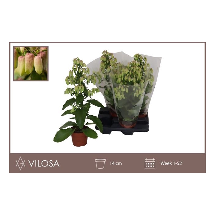 <h4>Kalanchoe Magic Bell 14Ø 55cm</h4>