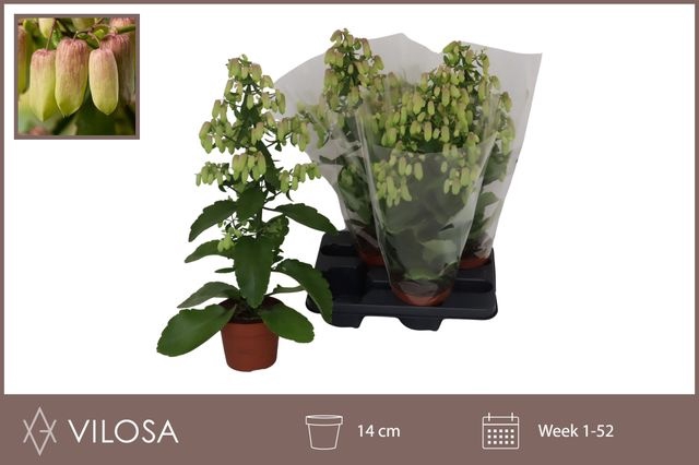 Kalanchoe Magic Bell 14Ø 55cm