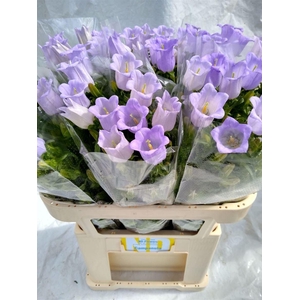 Camp M Champion Lavender