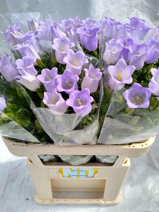 <h4>Camp M Champion Lavendel</h4>