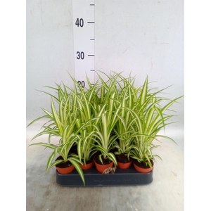 Chlorophytum cos. 'Atlantic'