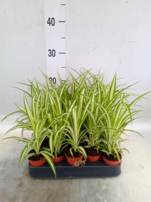 <h4>Chlorophytum cos. 'Atlantic'</h4>