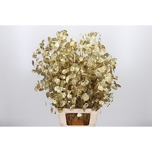 LUNARIA GOUD