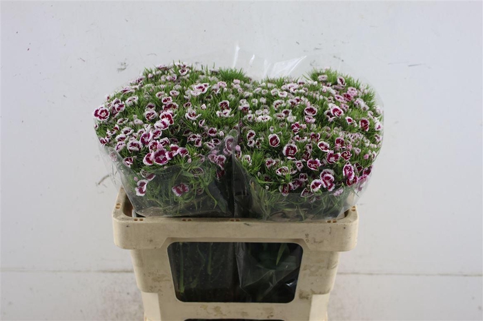 <h4>Di Barb Mamma Mia</h4>