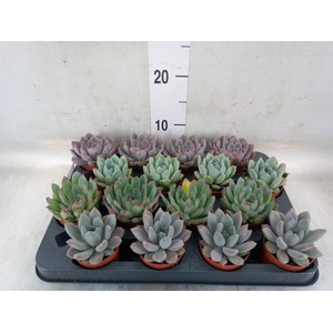 Echeveria   ...mix