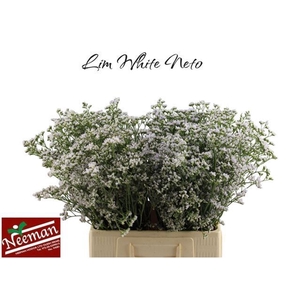 LIM CASPIUM WHITE NETO LIM WHITE NE