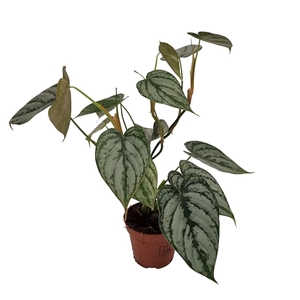 Philodendron Brandtianum