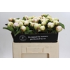 Paeonia Bowl Of Cream