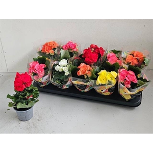 .Begonia elatior grp dubbelbloemig gemengd