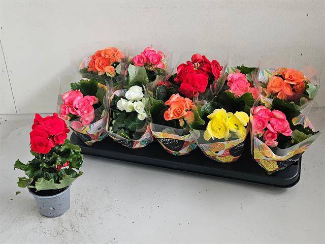 <h4>.Begonia elatior grp dubbelbloemig gemengd</h4>