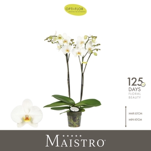 Phalaenopsis   ...white