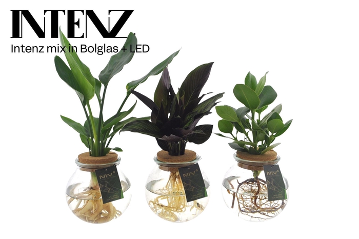 <h4>Planten ..mix</h4>