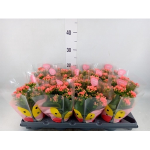 Kalanchoe   ...
