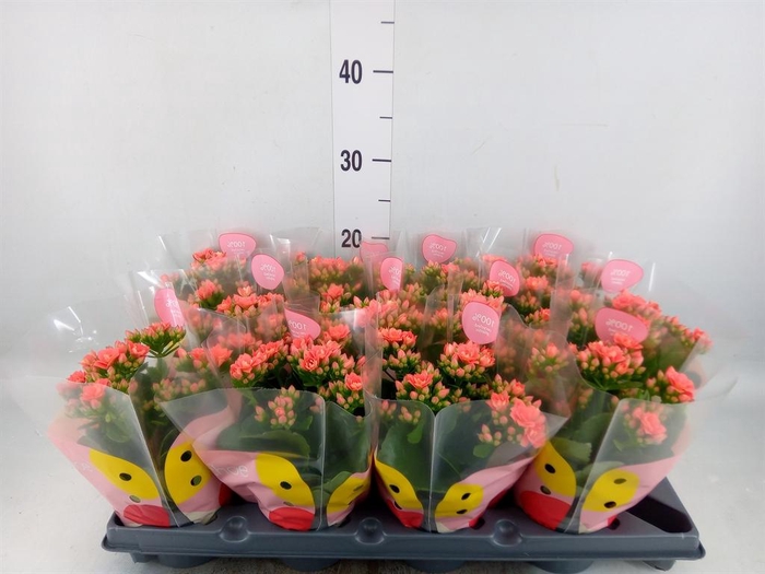 <h4>Kalanchoe   ...</h4>