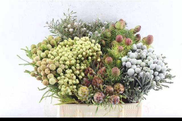 <h4>KAAPS GROEN</h4>