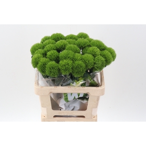 Di Barb Kiwi Mellow 55cm