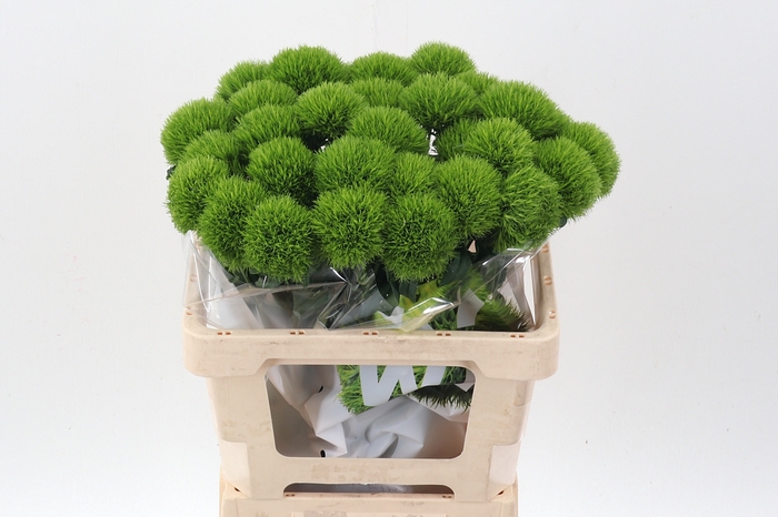 <h4>Di Barb Kiwi Mellow 55cm</h4>