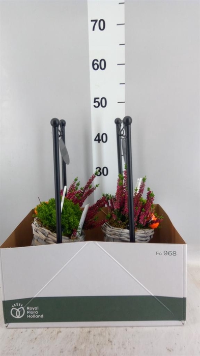 <h4>Arr.   Tuinplanten L%</h4>