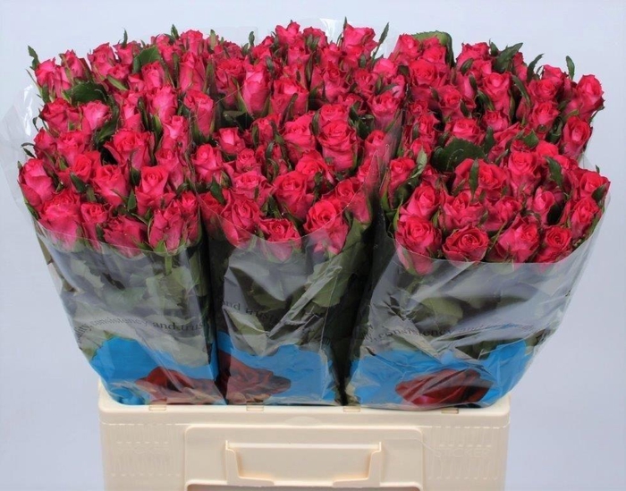 <h4>R GR ORCHESTRA</h4>