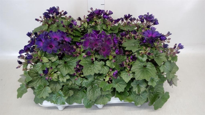 <h4>Senecio   ...</h4>