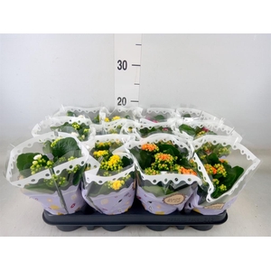 Kalanchoe blos.   ..rosebud mix  5