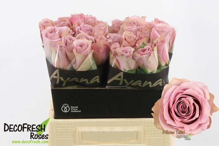 <h4>R Gr Pillow Talk</h4>