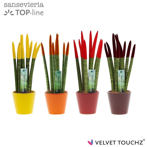<h4>Sansevieria VELVET TOUCHZ® Herfst mix In keramiek R'dam</h4>
