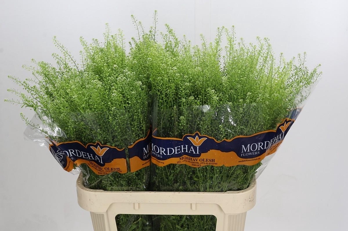 <h4>Lepidium Green Bell</h4>