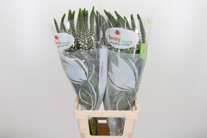 <h4>Lysim Moonlight</h4>