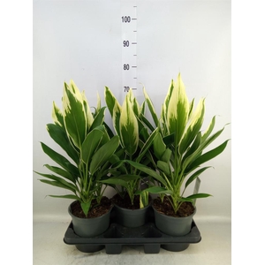 Cordyline fruti. 'Conga'