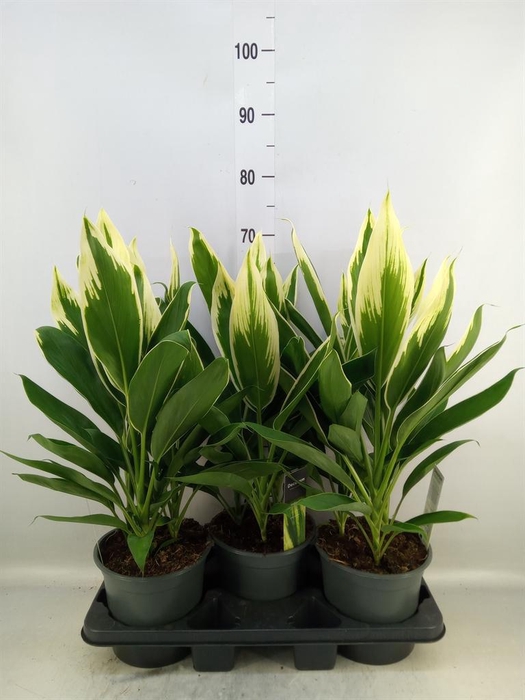 <h4>Cordyline fruti. 'Conga'</h4>