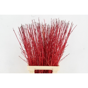 CORNUS SA WINTER BEAUTY PER STEM 080CM