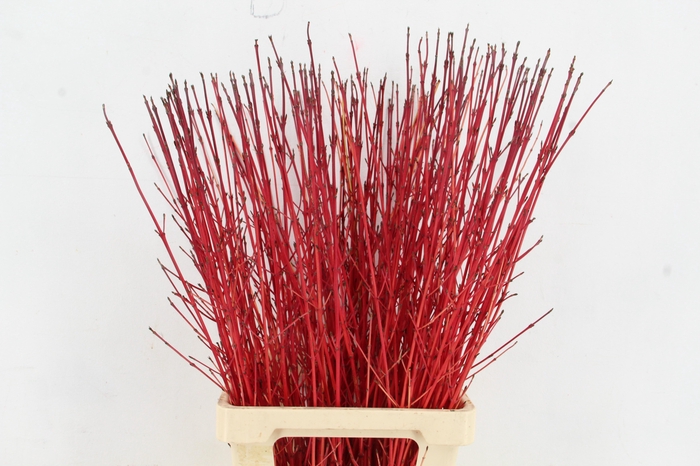 <h4>CORNUS SA WINTER BEAUTY PER STEM 080CM</h4>