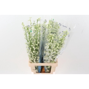 Delph Du Guard White