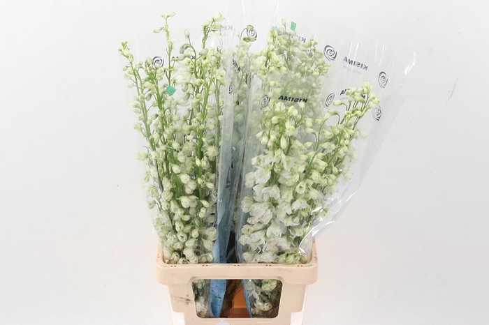 <h4>Delph Du Guard White</h4>