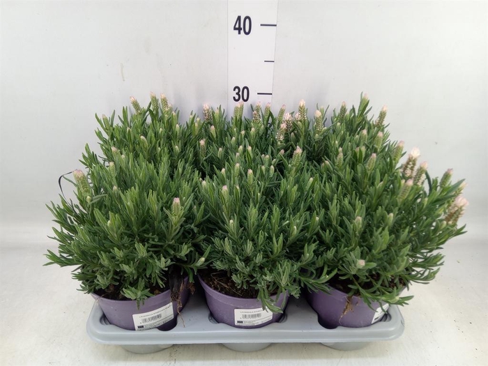 <h4>Lavandula stoec.</h4>