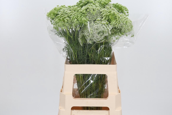 <h4>Ammi Majus Visnaga</h4>