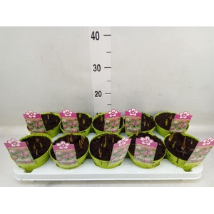 Fritillaria meleagris