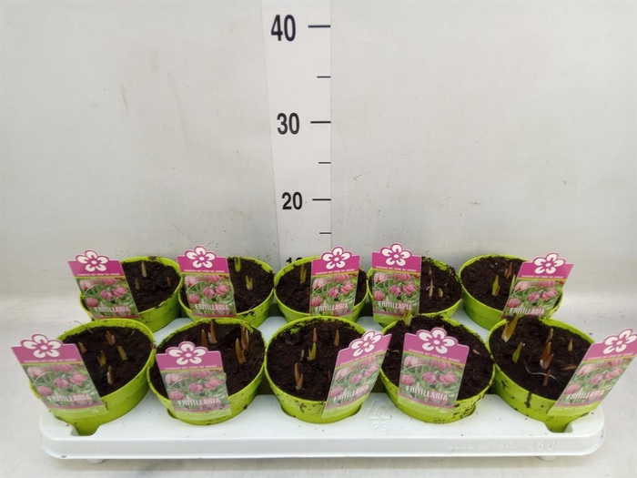 <h4>Fritillaria meleagris</h4>