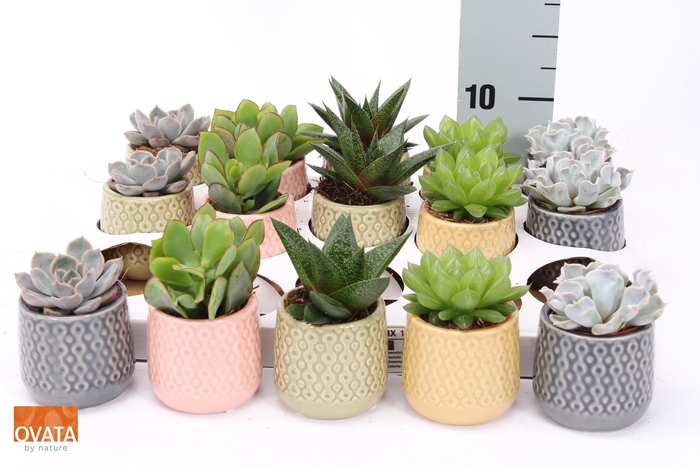 <h4>SUCC GEM 5 SRT</h4>