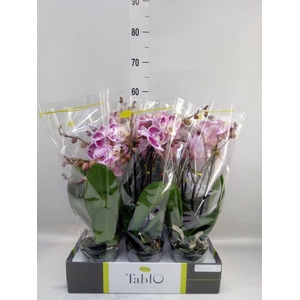 Phalaenopsis   ...rose