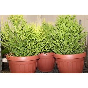 CACTUS EUPHORBIA TIRUCALLI P30