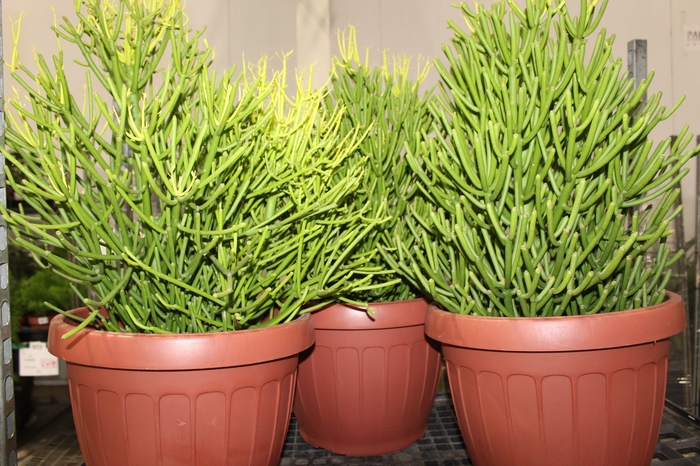 CACTUS EUPHORBIA TIRUCALLI P30