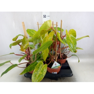 Philodendron  'Painted Lady'