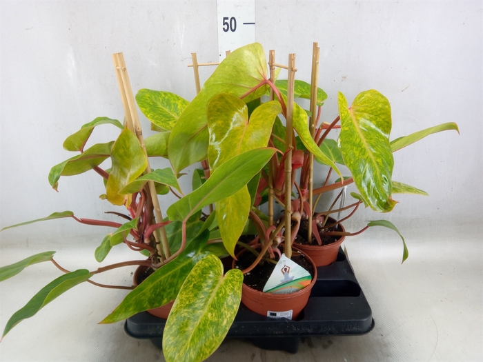<h4>Philodendron  'Painted Lady'</h4>