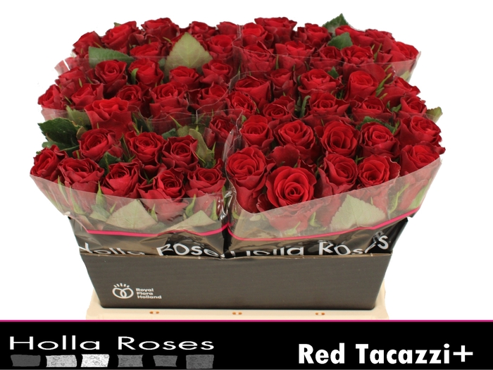<h4>Rosa la red tacazzi</h4>